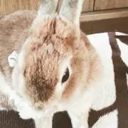 くるみの画像