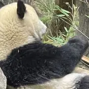 かじの画像
