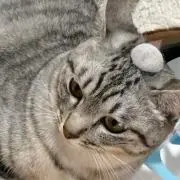 枝豆になりたい