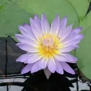 マカロン