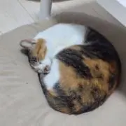 あんずの画像