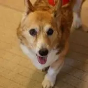 チョコチーママの画像