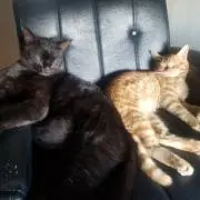 黒猫の画像