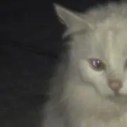 プロフ必読の画像
