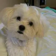 サブローの画像