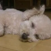 ゆーの画像