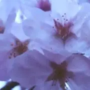 pinᙏ̤̫⑅*の画像