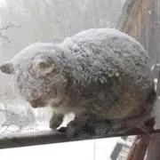 ジュニア