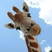 まきの★断捨離中の画像