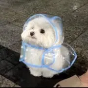 橘