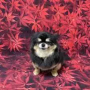 しゅがの画像