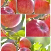 AAの画像