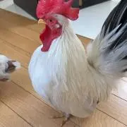 ぼんの画像