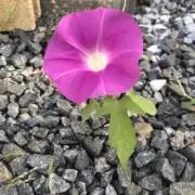 花の画像