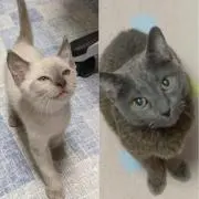 ずーの画像