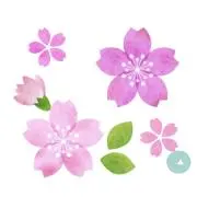 sakuraの画像