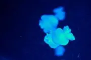 プロフ必読の画像