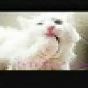スプラLoveの画像