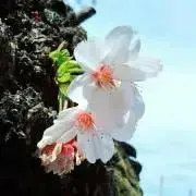 このはの画像
