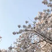 まゆの画像