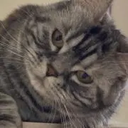 ちゃその画像