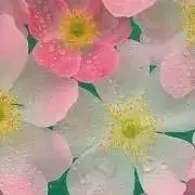 ms8337の画像