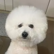 chameの画像