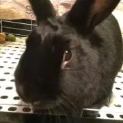 まゆ