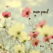 mum pondの画像