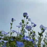 花の画像