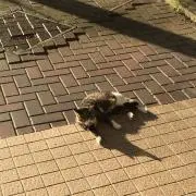 こねこねこの画像