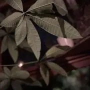 tahisoneの画像