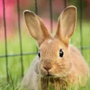 はなこの画像