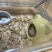 ＊めい＊の画像