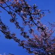 たかの画像