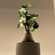 ちゃーちる    プロフ必読の画像