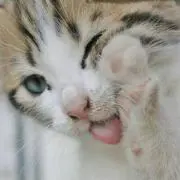 のふのふ/プロフ必ず読んでください！