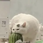 クロの画像