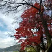 Ropaの画像
