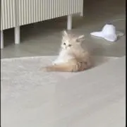 ルなの画像