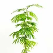 coocomの画像