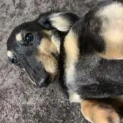 んみゃー☆の画像