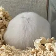 もちこ