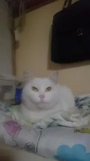 tontonsanの画像