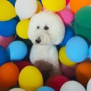 halの画像