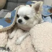 珍夜叉　正規取扱代理店