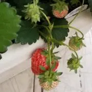Yonの画像