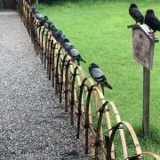 こことてんの画像