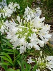 蓮花の画像