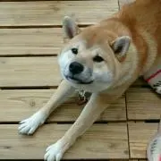 しーこ☆